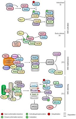 Mapping Mitotic Death: Functional Integration of Mitochondria, Spindle Assembly Checkpoint and Apoptosis